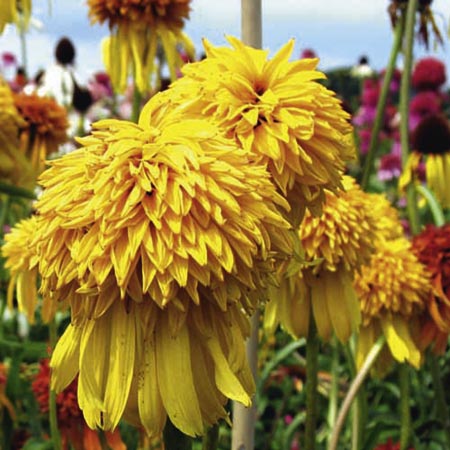 Marmalade Plants Pack of 3 Pot Ready