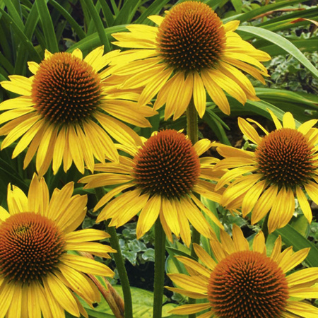 Echinacea Maui Sunshine Plants Pack of 3 Pot