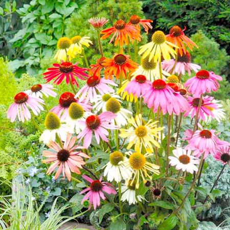 Echinacea Paradiso Plants Pack of 16 Plug Plants