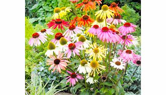 Echinacea Paradiso Plants