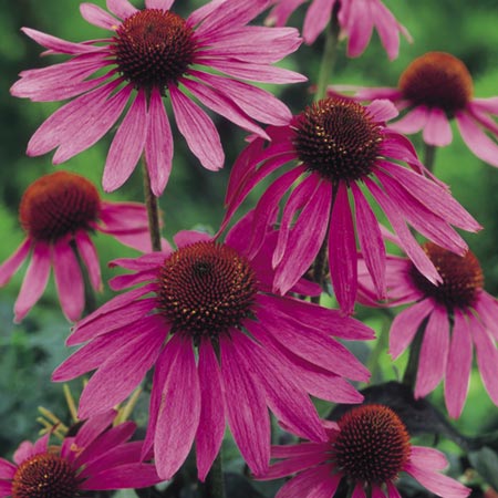 Echinacea Purpurea (Coneflower) Pack of 3 Bare