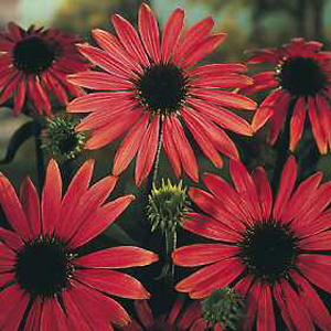 Echinacea Purpurea Magnus Seeds