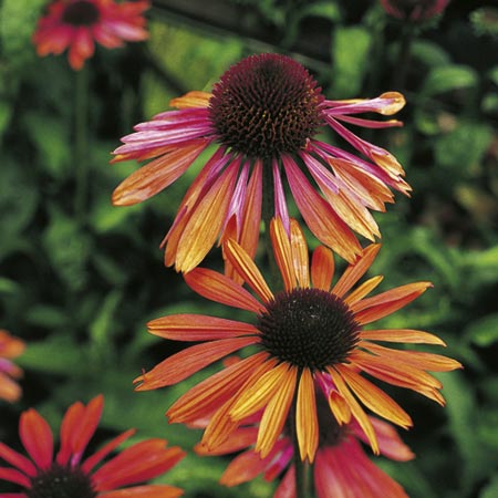 echinacea Sundown (Coneflower) Pack of 2 bare