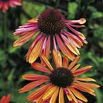 echinacea Sundown