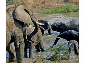 Elephant Interaction at Elephant Whispers - Child