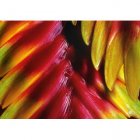 Bromelia Card - 2233