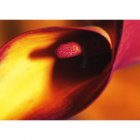 Cala Lily Card - 2229