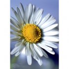 Daisy Card - 2204