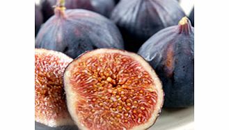 Fig Plant - Brown Turkey