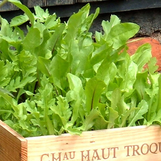 Seedbed Roll (Mediterranean Salad)