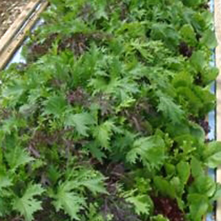 Seedbed Roll (Oriental Salad)