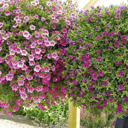 Bells® Calibrachoa Collection Plants