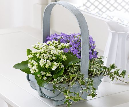 Flowers Direct Kalanchoe and Campanula Basket