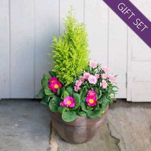 Large Terracotta Planter with Red Wine