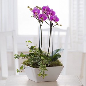 Pink Orchid Planter