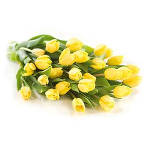 Yellow Tulips