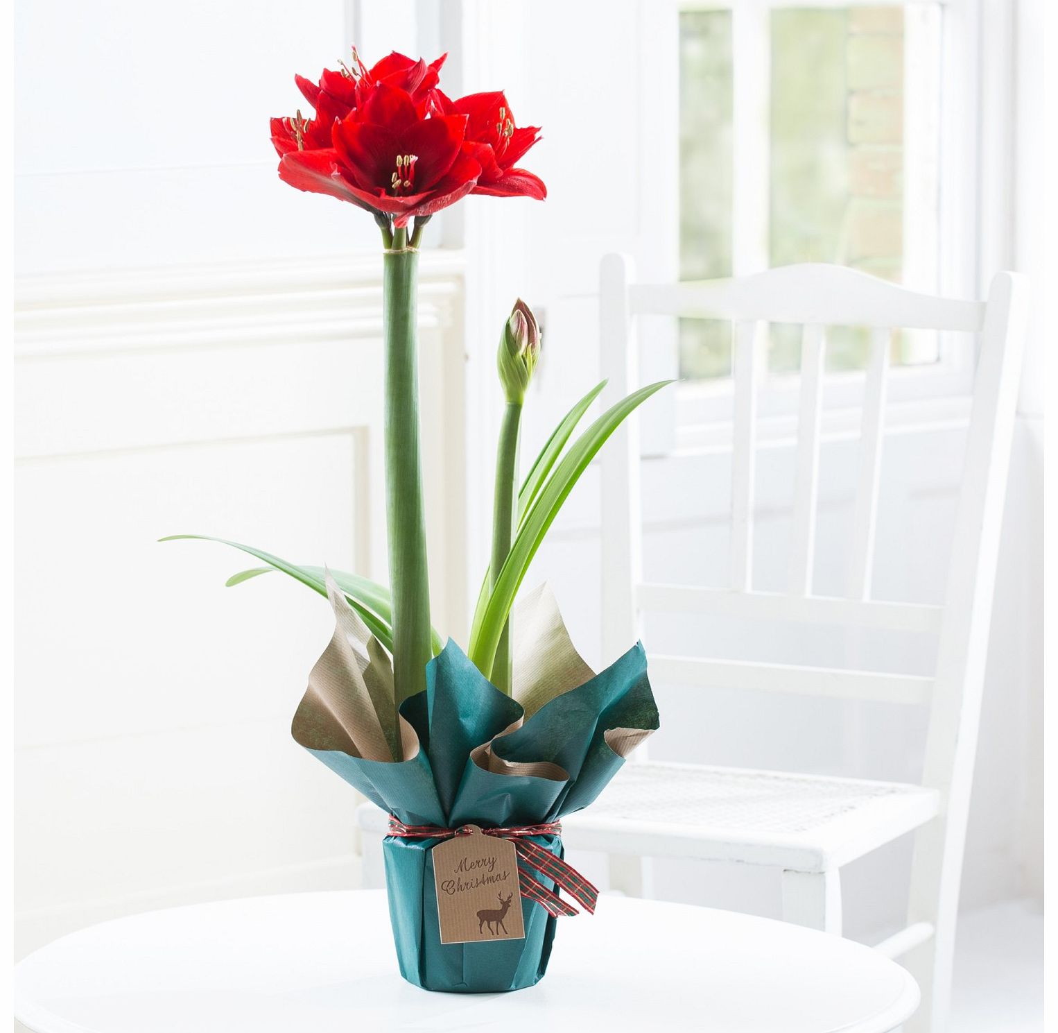 Festive Gift Wrapped Amaryllis