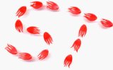 Fox Predator Bait Flags