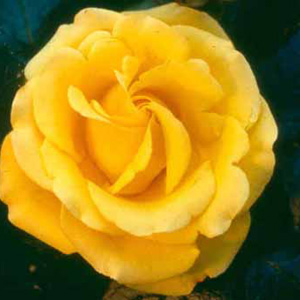 Freedom Hybrid Tea Rose (pre-order now)