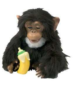 Cuddle Chimp