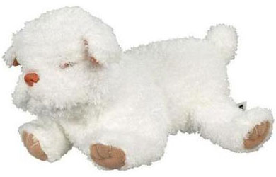 Newborn Puppy