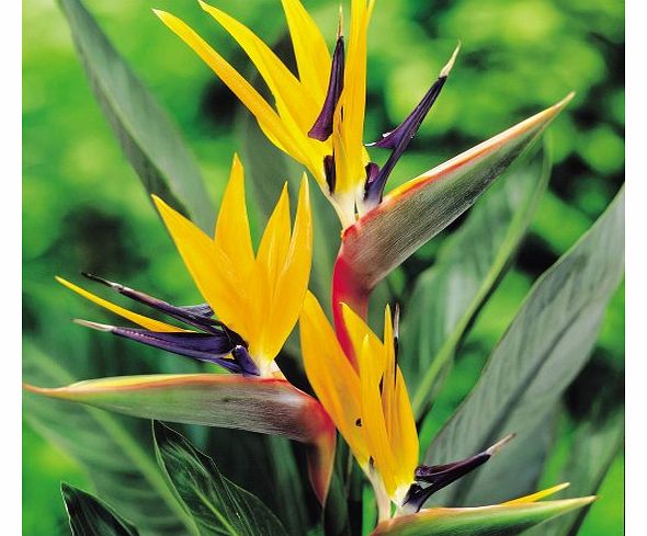 Gardens4you Strelitzia Plant Bird of Paradise - 1 plant