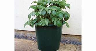 Giant Growing Buckets