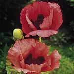 Giant Oriental Poppy