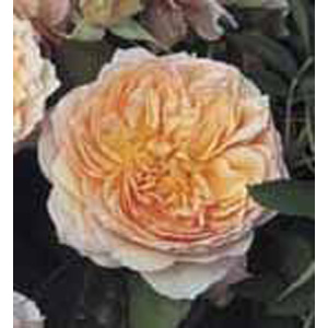 Ginger Syllabub Climbing Rose (pre-order now)