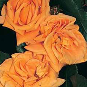 Glenfiddich Floribunda Rose