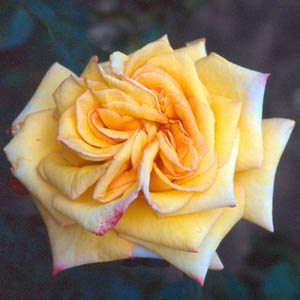 Jubilee - Hybrid Tea Rose**AUTUMN PRE