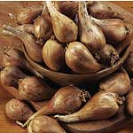 Gourmet Shallot and Garlic Bulb collection