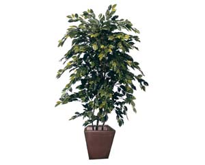 Green ficus tree