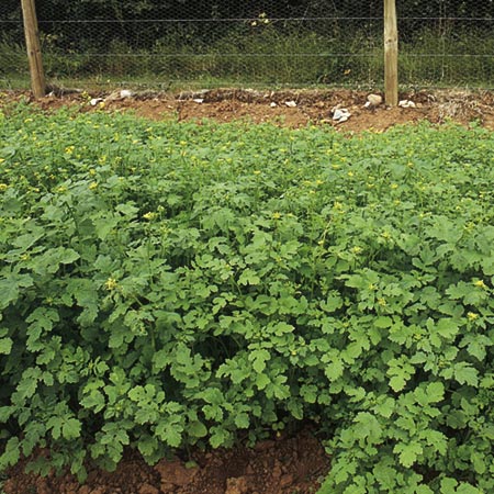 Green Manure Seeds - Mustard White (Vicia alba)