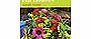 Grow Your Own Cut Flowers