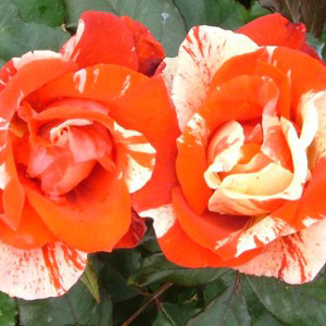 Hanky Panky Floribunda Rose