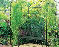 Harrogate Bower - 1.5m