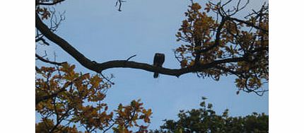 Hawk Experience in North Yorkshire