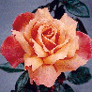 Heart of Gold Hybrid Tea Rose (pre-order now)