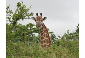 Game Reserve Day Tour - Single Adult