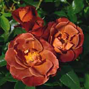 Hot Chocolate Floribunda Rose (pre-order now)