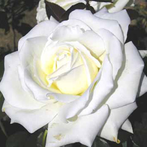 Ice Cream Hybrid Tea Rose