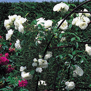 Iceberg - Climbing Rose (pre-order now)