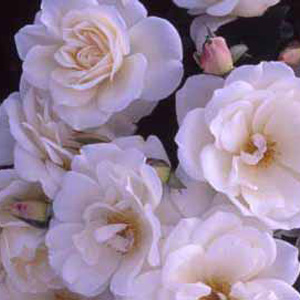 Iceberg - Floribunda Rose **AUTUMN PRE ORDER