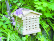 Solitary Bee Nester