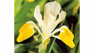 IRIS Bulbs - Bucharica