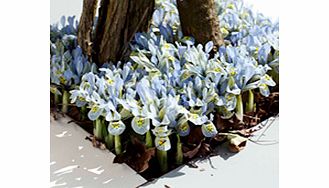 IRIS Bulbs - Katharine Hodgkin