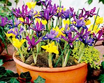 IRIS Bulbs - Miniature Mix