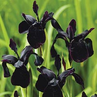 Iris Chrysographes Black 212661.htm