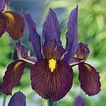 Iris Dutch Tigers Eye